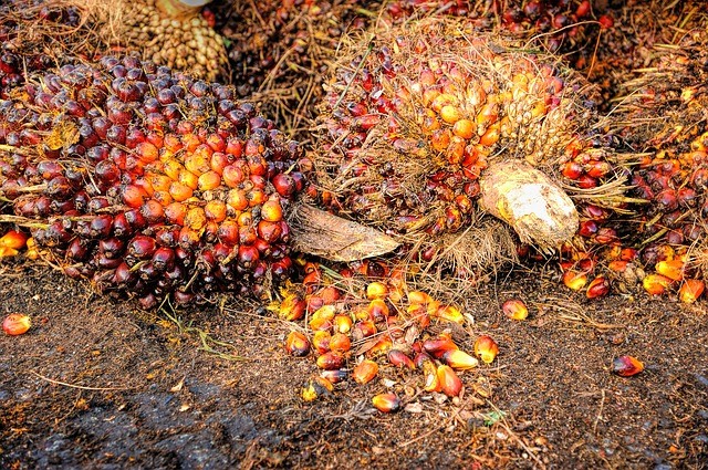 Palm Oil Business