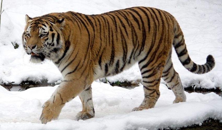 Siberian Tiger Appropriate Living